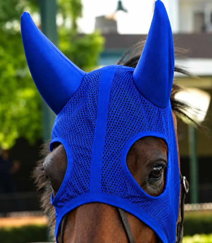 EARMUFFS MESH PSR CE (M-RYL)
